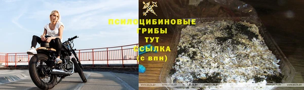 прущие грибы Алзамай